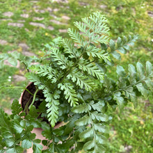 Load image into Gallery viewer, Asplenium Parvarti 'Mother Fern'