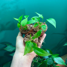 Load image into Gallery viewer, Anthurium Gracile Seedlings