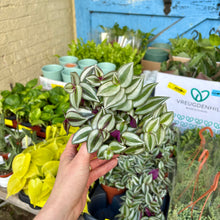 Load image into Gallery viewer, Tradescantia Zebrina 'Silver Inch Plant'