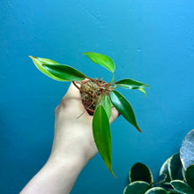Load image into Gallery viewer, Philodendron Erubescens 'Red Emerald'