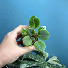 Load image into Gallery viewer, Saintpaulia 'African Violet' Propagation Small Plant