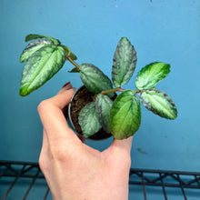 Load image into Gallery viewer, Pellionia Repens