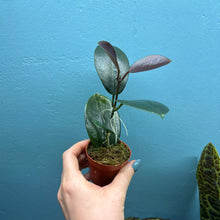 Load image into Gallery viewer, Hoya Australis Propagation Pot B