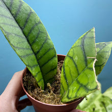 Load image into Gallery viewer, Hoya Callistophylla Propagation Pot