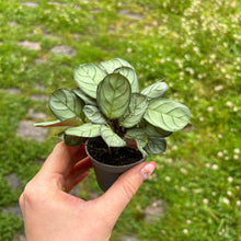Load image into Gallery viewer, Ctenanthe Burle-Marxii 'Amagris'