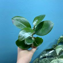 Load image into Gallery viewer, Hoya Australis Propagation Pot A