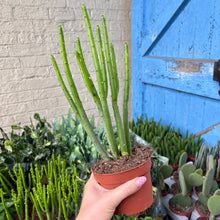 Load image into Gallery viewer, Euphorbia Alluaudii 'Cat Tail'