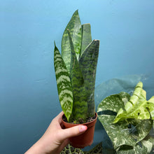 Load image into Gallery viewer, Sansevieria 'Snake Plant' Rooted Cutting Pot
