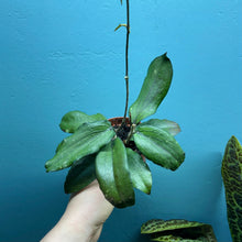 Load image into Gallery viewer, Hoya Erythrina