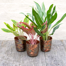 Load image into Gallery viewer, Metallic Contrast Plant Pot
