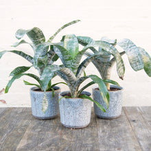 Load image into Gallery viewer, Aechmea Fasciata 'Primera' (Pink Bromeliad)