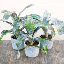 Load image into Gallery viewer, Aechmea Fasciata 'Primera' (Pink Bromeliad)