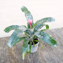 Load image into Gallery viewer, Aechmea Fasciata 'Primera' (Pink Bromeliad)