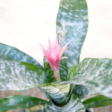 Load image into Gallery viewer, Aechmea Fasciata 'Primera' (Pink Bromeliad)