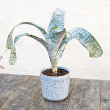 Load image into Gallery viewer, Aechmea Fasciata 'Primera' (Pink Bromeliad)