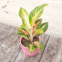 Load image into Gallery viewer, Aglaonema 'Coco Green' (Chinese Evergreen)