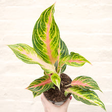Load image into Gallery viewer, Aglaonema 'Coco Green' (Chinese Evergreen)