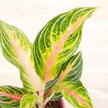 Load image into Gallery viewer, Aglaonema 'Coco Green' (Chinese Evergreen)