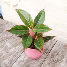 Load image into Gallery viewer, Aglaonema ‘Crete’ (Chinese Evergreen)