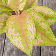 Load image into Gallery viewer, Aglaonema 'Pastella' (Chinese Evergreen)