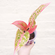 Load image into Gallery viewer, Aglaonema 'Prestige' (Chinese Evergreen)