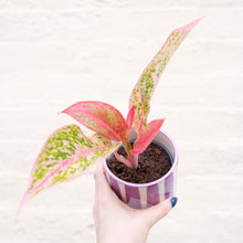 Load image into Gallery viewer, Aglaonema 'Prestige' (Chinese Evergreen)