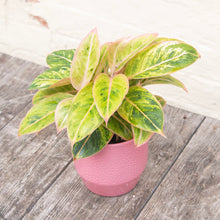 Load image into Gallery viewer, Aglaonema 'Salmon Fantasy' (Chinese Evergreen)