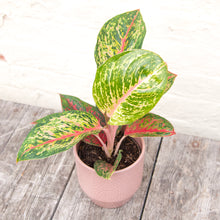 Load image into Gallery viewer, Aglaonema 'Spring Red' (Chinese Evergreen)