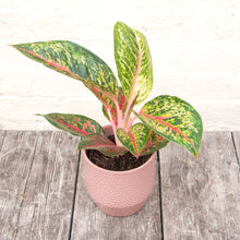 Load image into Gallery viewer, Aglaonema 'Spring Red' (Chinese Evergreen)