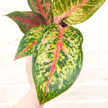 Load image into Gallery viewer, Aglaonema 'Spring Red' (Chinese Evergreen)