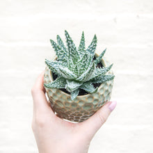 Load image into Gallery viewer, Aloe Humilis 'Shark'