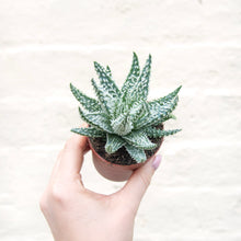 Load image into Gallery viewer, Aloe Humilis 'Shark'
