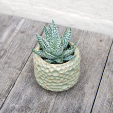 Load image into Gallery viewer, Aloe Humilis 'Shark'