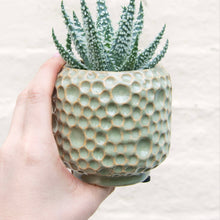 Load image into Gallery viewer, Aloe Humilis 'Shark'