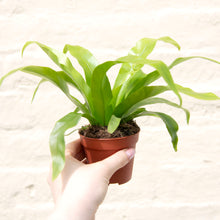 Load image into Gallery viewer, Asplenium Antiquum - Bird's Nest Fern