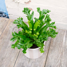 Load image into Gallery viewer, Asplenium Antiquum 'Leslie' - Bird's Nest Fern