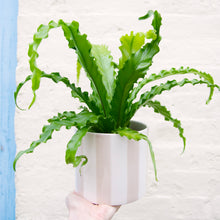 Load image into Gallery viewer, Asplenium Antiquum 'Osaka' - Bird's Nest Fern