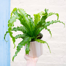 Load image into Gallery viewer, Asplenium Antiquum 'Osaka' - Bird's Nest Fern