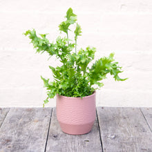 Load image into Gallery viewer, Asplenium 'Hawaiian Sunshine'