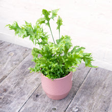 Load image into Gallery viewer, Asplenium 'Hawaiian Sunshine'