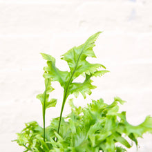Load image into Gallery viewer, Asplenium 'Hawaiian Sunshine'