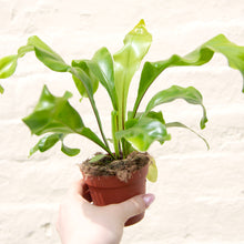 Load image into Gallery viewer, Asplenium Nidus - Bird's Nest Fern