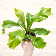 Load image into Gallery viewer, Asplenium Nidus - Bird's Nest Fern
