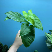 Load image into Gallery viewer, Syngonium Podophyllum