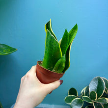 Load image into Gallery viewer, Home Grown Houseplant Wonky Bargain Bundle - Philodendron, Sansevieria & Syngonium