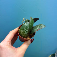 Load image into Gallery viewer, Hoya Sigitalis Propagation Pot