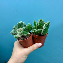 Load image into Gallery viewer, Opuntia Cylindrica Cristata 'Brain Cactus'