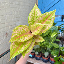 Load image into Gallery viewer, Aglaonema 'Pastella' (Chinese Evergreen)