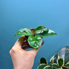 Load image into Gallery viewer, Hoya Krinkle 8 Propagation Pot