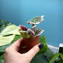 Load image into Gallery viewer, Saintpaulia Variegated 'African Violet' Propagation Small Plant